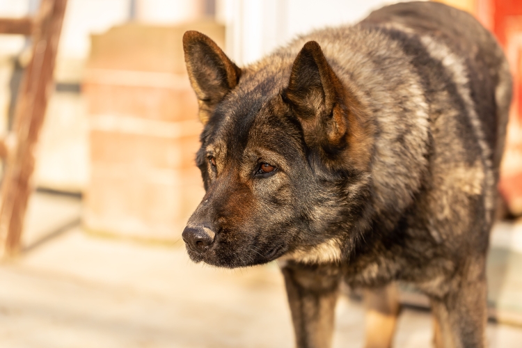 Can You Sue the Dog Owner for a Bite If There Was No Prior Attack